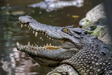 Freshwater crocodile (Siamese crocodile) portrait showing eye, ear and teeth with stream or river background. Head of freshwater crocodile (Crocodylus johnsoni) with open mouth resting in a rock.
