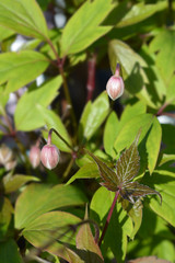 Pink Himalayan clematis