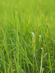 green paddy rice in the field plant, Jasmine rice on blurred of nature background