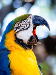 Beautiful macaw parrot squawking, mouth open. Close-up of blue and yellow macaw opening his strong beak. Portrait of Macaw beautiful bird parrot open beak in front of bokeh background.