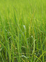 green paddy rice in the field plant, Jasmine rice on blurred of nature background