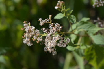 White snakeroot
