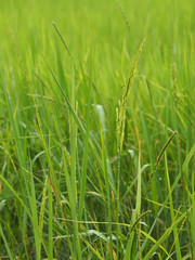 green paddy rice in the field plant, Jasmine rice on blurred of nature background