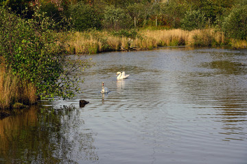 White swans on a pond in a wildlife park in Nova Scotia, Canada
