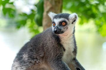 Close up portrait of Ring-Tailed Lemur (Lemur catta) soft focus sit vacant with green bokeh nature background.
