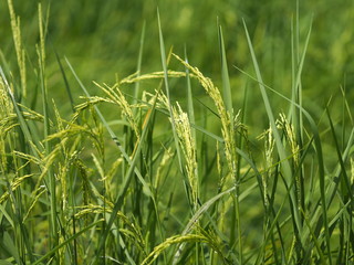 green paddy rice in the field plant, Jasmine rice on blurred of nature background