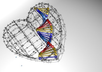 3D rendering. The human gene is located inside of the barbed wire in the shape of a heart. White background with shadow.