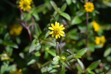 Mexican creeping zinnia