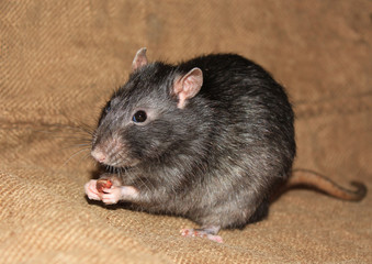 The gray rat eats a pine nut.