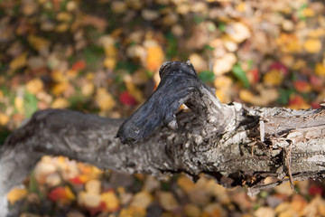 Withered tree in the park