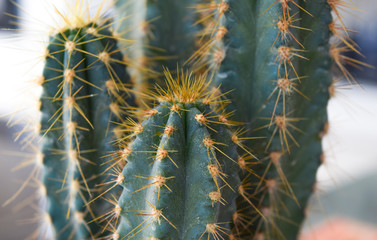 cactus close up, small cactus