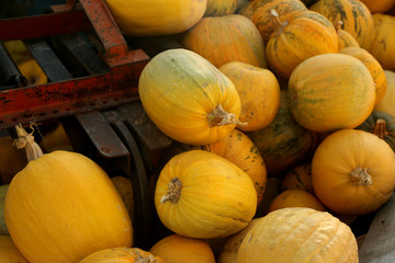 Many pumpkins at the farmers market in Turkey. Harvesting and Thanksgiving concept.