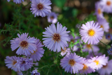 Obraz premium Asters in the autumn garden