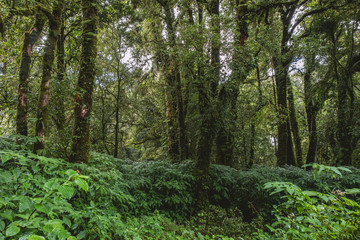 Forest Nature Concept Background.
