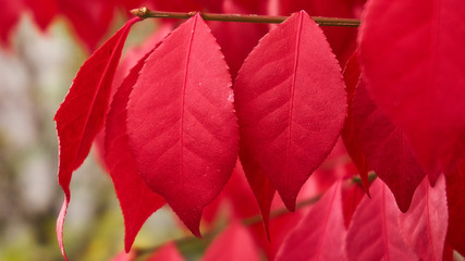 The red leaves with details 