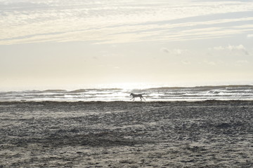 waves on beach. dog on the beach. sunrise. sunset. sun. water. sand. summer. fall beach. winter beach. 