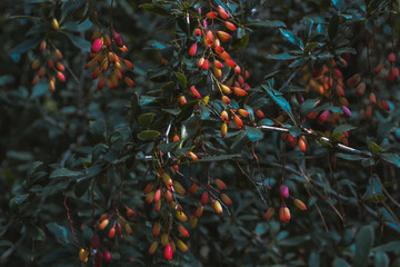 Naklejka na ściany i meble branch of a tree with red berries