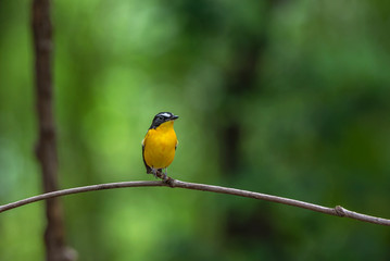 Yellow-rumped Flycatcher on branch green background 
