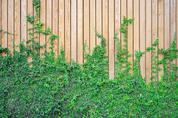 The wall is made wood. There are creepers on the left wall. This wall is popular in English style. Also known as a vintage style. as background with copy space.