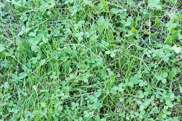 Green grass background lawn field nature meadow