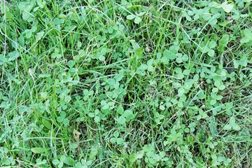 Green grass background lawn field nature meadow