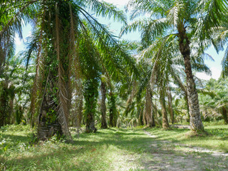 Obraz premium Oil palm oil, economic crops of farmers in southern Thailand.
