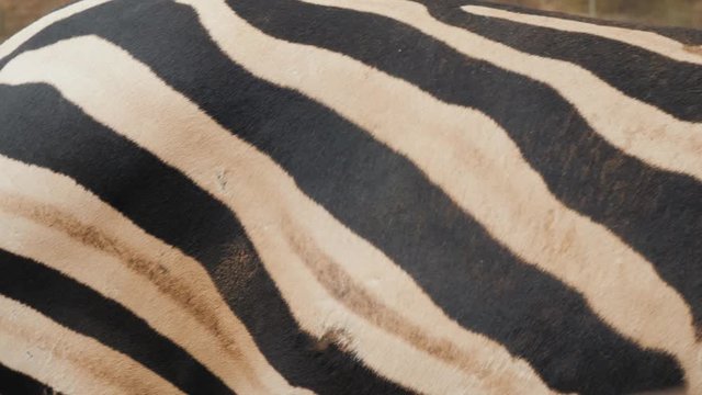 Zebra in the nature habitat, National Park. Wildlife scene from nature, Africa