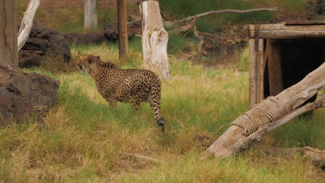 Gepard walking in the grass. National wildlife park