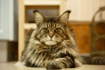 Portrait of Maine Coon cat