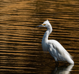 White Egret Bronze Background