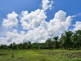 Fototapeta na wymiar Oil palm oil, economic crops of farmers in southern Thailand.