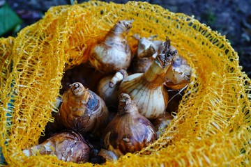 Planting flower bulbs in the garden in the fall