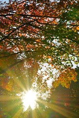 Sun rays peeking through colorful red, orange, and yellow leaves during foliage season on the East Coast