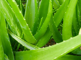 Aloe Vera, a medicinal plant to treat skin