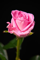 Close up of pink rose isolated on black background