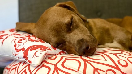 A puppy napping on a red pillow 