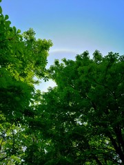 Obraz premium trees and blue sky