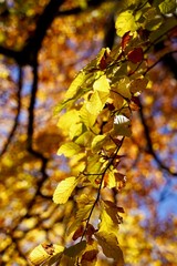 bute Blätter hängen an den Bäumen