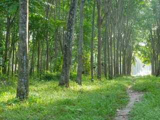 Rubber, economic crops of farmers in southern Thailand.
