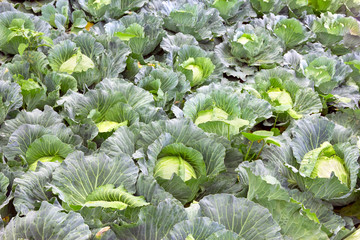 white cabbage plantation,brassica oleracea