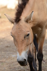 Fototapeta premium モウコノウマ