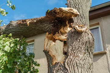 Sturm verursacht Windbruch