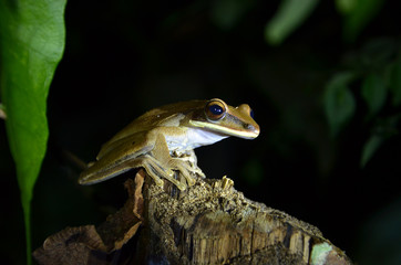 Brown frog from Tarapoto Peru on a tree trunk