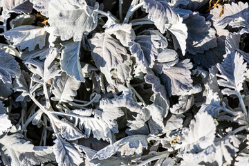 dusty miller close up