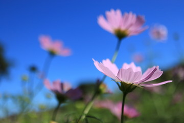 Fototapeta premium 秋風に揺れるピンク色のコスモスの花