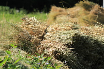 松崎町　稲刈り中の石部の棚田