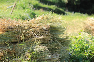 松崎町　稲刈り中の石部の棚田