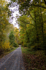 Waldweg im Herbst