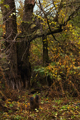 Thick, wild, overgrown forest in autumn day
