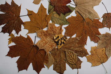 Autumn, fall texture. halloween, thanksgiving day background